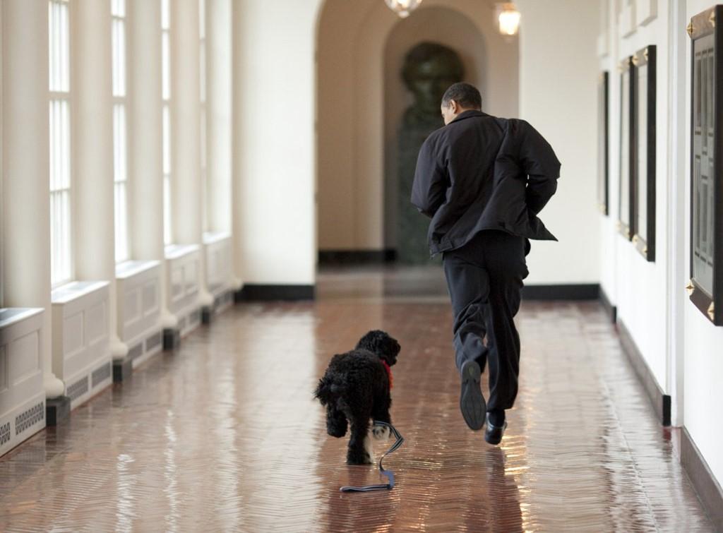 Chú chó Bo của đại gia đình Obama chạy giỡn cùng ông chủ trong hành lang Nhà Trắng. Chú chó thuộc giống Bồ Đào Nha này là món quà của vợ chồng Thượng nghị sĩ Ted Kennedy đến hai người con gái của vị tổng thống. Ảnh: White House.