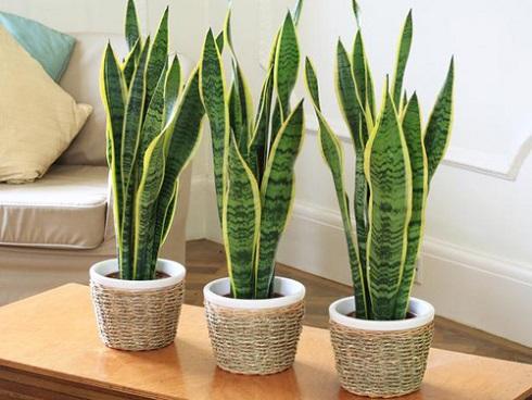 Loại hoa nhà nào cũng cần có trong ngày tết để khử mọi độc tố, gia đình hạnh phúc, khỏe mạnh