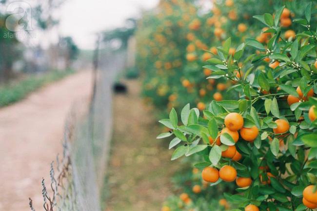 6 làng nghề chỉ nghe tên là thấy Tết đến đến ngưỡng cửa - Ảnh 8.