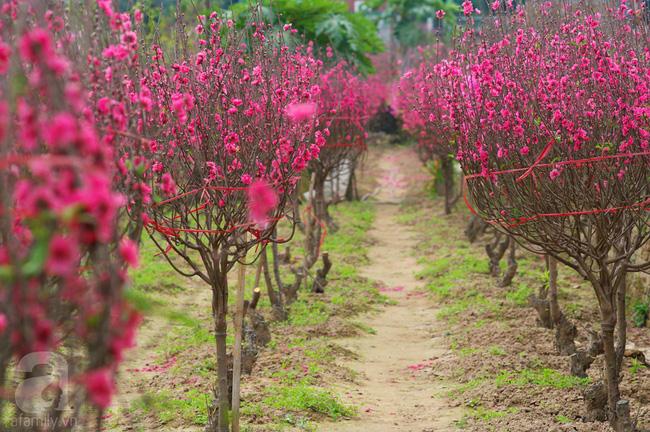 6 làng nghề chỉ nghe tên là thấy Tết đến đến ngưỡng cửa - Ảnh 5.