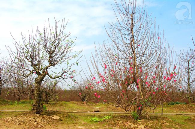 6 làng nghề chỉ nghe tên là thấy Tết đến đến ngưỡng cửa - Ảnh 6.