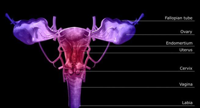 su that khien ban giat minh: phu nu con trinh van co the mang thai - 2