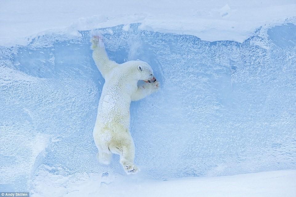 Sau nhiều ngày dong duổi trên xe trượt tuyết dưới cái lạnh gần -50°C ở đảo Baffin, Canada, Andy Skillen (Anh) đã ghi lại được hình ảnh của một con gấu Bắc Cực mẹ sau khi nó giết chết một con hải cẩu và đang tìm cách về hang của mình.