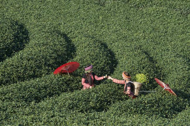 Mộc Châu là cao nguyên lớn nhất và đẹp nhất tại vùng núi phía bắc ở Việt Nam.