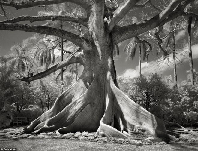 Những bức ảnh tuyệt đẹp về các loài cây cổ thụ này do  nhiếp ảnh gia người Mỹ Beth Moon ghi lại. Đây là hình ảnh về một cây bông gạo (Ceiba pentandra) ở Palm Beach, Florida, Mỹ. Các sợi bông của cây này được thu hoạch để nhồi gối, nệm hoặc thú bông.