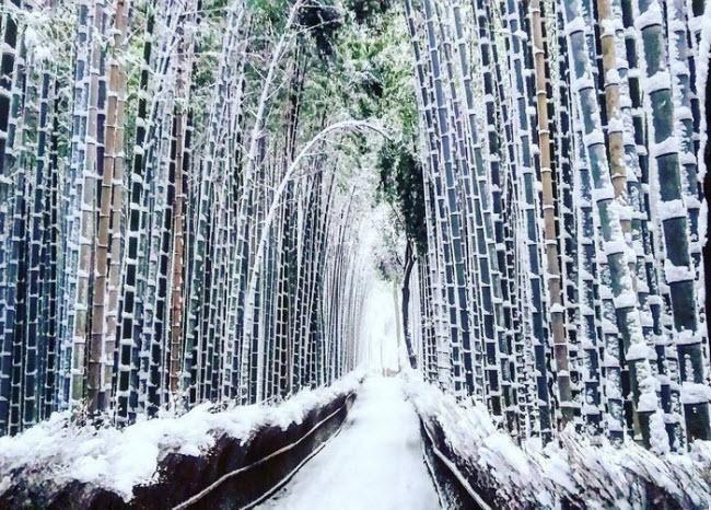 Khu rừng trúc Arashiyama vốn nổi tiếng với màu xanh mướt, nay được phủ một lớp tuyết trắng.