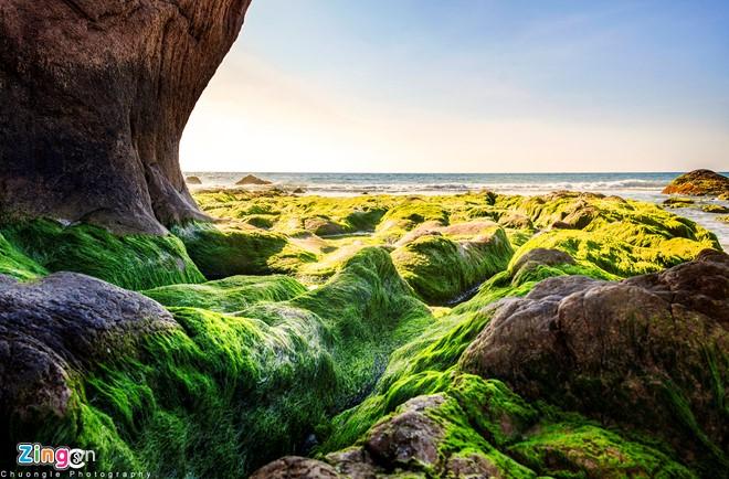 Để có thể chiêm ngưỡng biển rêu đá tuyệt đẹp, bạn cần thức khuya dậy sớm, lưu ý đến thủy triều và thời tiết. Nếu nước rút quá cạn, rêu sẽ bị khô. Còn nếu nước lớn, rêu bập bềnh trước những con sóng. Ảnh: Chương Lê.