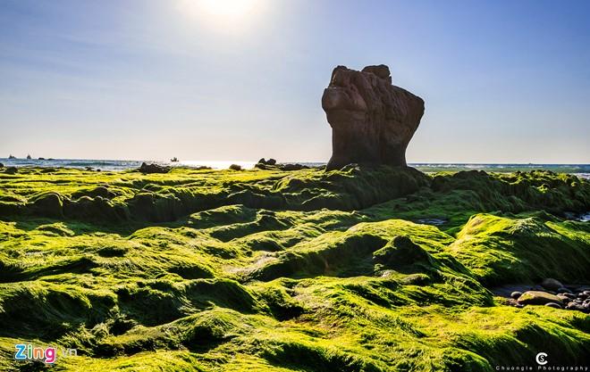 Ngắm vẻ đẹp bí ẩn mùa rêu đá ở các bãi đá vắng ven biển Tuy Phong, Bình Thuận như Cổ Thạch, Hang Rái (phía nam vịnh Vĩnh Hy, Phan Rang, Ninh Thuận), bãi Giốc (Phú Yên), Bình Hưng (Cam Ranh)... Ảnh: Chương Lê.