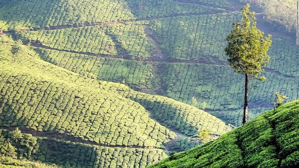 Nổi tiếng với những ngọn đồi và các đồn điền trồng trà, Munnar là một vùng đồi yên bình tại bang Kerala phía nam Ấn Độ. Đây cũng là nơi có đỉnh núi Anamundi cao nhất phía nam Ấn Độ, và là nơi có số lượng dê núi sừng ngắn Nilgiri nhiều nhất.