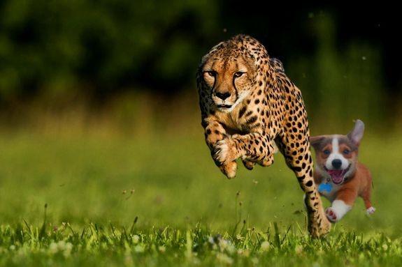 Chu cho vui ve tro thanh hien tuong anh che moi hinh anh 5