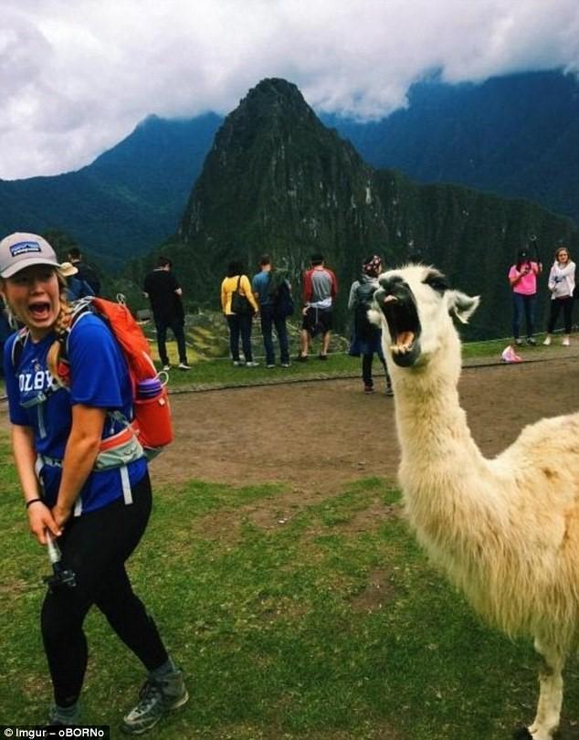 Một du khách ở Machu Picchu (Peru) rú lên sợ hãi trước sự đe dọa của con lạc đà Nam Mỹ. Ảnh: Imgur - oBORNo.