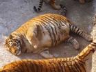 Hổ ở vườn thú Trung Quốc phát phì sau Tết