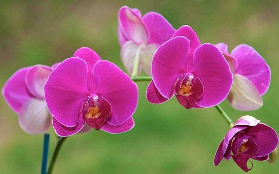 Hoa phong lan: Tên khoa học của loài hoa này là Orchidaceae, là một loài hoa được nhiều người yêu thích vì vẻ đẹp tự nhiên cùng với màu sắc đa dạng: vàng, tím, trắng, hồng... Nét đặc trưng riêng của hoa phong lan đó chính là những đốm nhiều màu sắc. Người Pháp gọi hoa lan là biểu tượng cho những cảm xúc thầm lặng, những dấu hiệu đầu tiên về một tình yêu nồng cháy. Ý nghĩa trong phong thủy: Mỗi vùng miền, mỗi quốc gia đều có quan niệm khác nhau về loài hoa này. Nhưng tựu chung lại, hoa phong lan luôn khiến cho con người ta thấy được vẻ đẹp cao quý, sang trọng, tượng trưng cho một tình yêu, niềm tin vào cuộc sống, tương lai tươi sáng. Có rất nhiều gia đình trưng hoa phong lan để mang lại không gian tươi sáng cho ngôi nhà của mình.