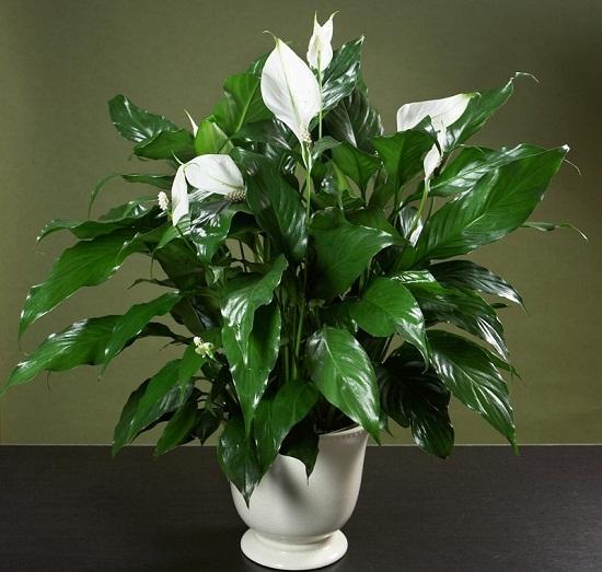 Cây lan ý: Cây lan ý tên khoa học là Spathiphyllum. Lan ý thích hợp trồng cả trong điều kiện ánh sáng yếu, cũng có thể sống tốt ở nơi nắng gắt, khô hạn. Cây lan ý được dùng để trang trí trong văn phòng, phòng khách, phòng đọc sách và phòng ngủ, đại sảnh hay phòng triển lãm. Lá cây có thể dùng làm nguyên liệu cắm hoa. Ý nghĩa trong phong thủy: Lan ý có nghĩa khích lệ, động viên tinh thần. Vậy nên, đây là loài cây thường được dùng làm quà tặng với ý nghĩa tiếp thêm sức mạnh cho người nhận.