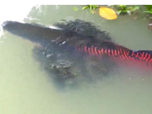 Bắt được cá trê có màu vàng óng ánh hiếm có-2