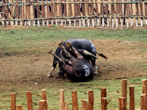 Chọi trâu Hải Lựu: 'Ông Cầu' hóa điên bị trói chân, đưa ra ngoài bằng xe cẩu