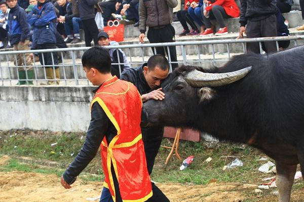 Lọt qua vòng loại, những con trâu mạnh nhất bước vào những thử thách khó khăn hơn. Các ông chủ trâu đặt rất nhiều hy vọng vào những “ông Cầu” này sẽ mang lại vinh quang cho mình.