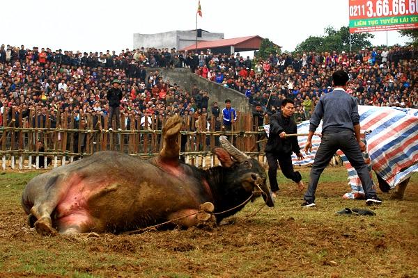 Được thả lỏng, trâu số 20 tỏ ra phấn khích và có nhiều hành động khiêu khích đối thủ cũng như không nghe theo chủ.