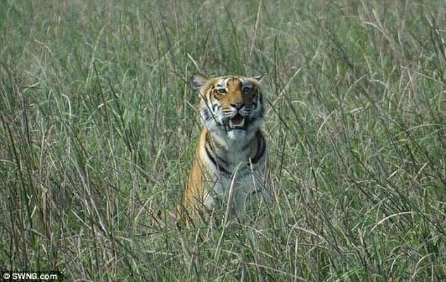 Thảm cảnh 6 dân làng bị hổ dữ vồ tới chết sau khi trốn thoát khỏi khu bảo tồn thiên nhiên - Ảnh 2.