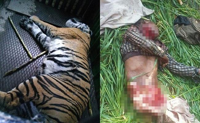 Thảm cảnh 6 dân làng bị hổ dữ vồ tới chết sau khi trốn thoát khỏi khu bảo tồn thiên nhiên - Ảnh 1.