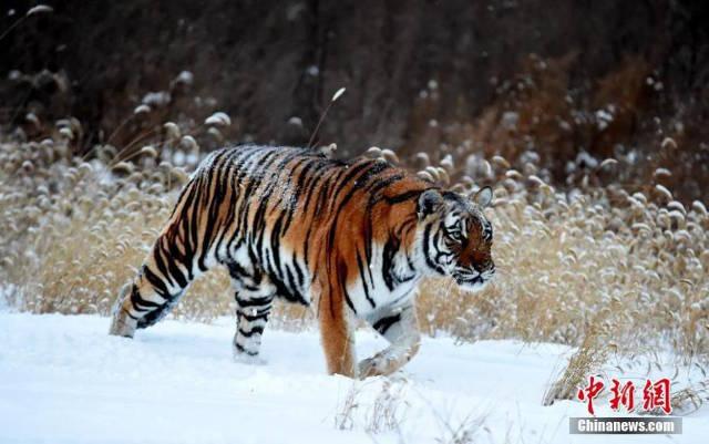 su that ve ho beo nung ninh vi an tet o trung quoc hinh anh 3