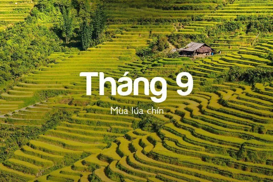 Tháng 9, tháng 10 là một trong những thời điểm điểm đẹp và ấn tượng nhất của Sapa. Ở Sapa, lúa chín muộn hơn, khoảng cuối tháng 9 sẽ ngả vàng đồng loạt. Mùa thu Sapa tuyệt đẹp, nắng vàng như tơ, không khí khô, lạnh vừa phải, buổi tối đi dạo bên bạn bè mặc chiếc áo khoác nhẹ thật ấm áp. Ban ngày ngắm thung lũng mường hoa, ngắm ruộng bậc thang vàng óng từng lớp từng lớp.