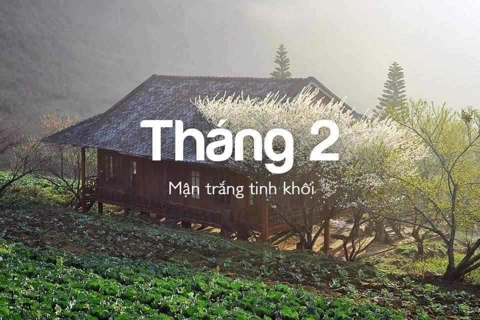 Không chỉ có mỗi hoa đào, tháng 2 cũng là thời điểm hoa mận nở trắng núi rừng Tây Bắc.