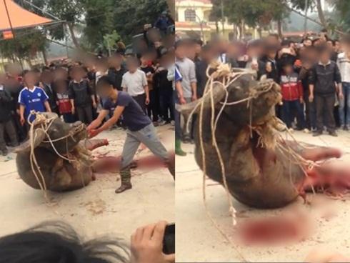 Hình ảnh gây sốc: Con trâu bị chặt chân, giết thịt dã man trước sự chứng kiến của người dân