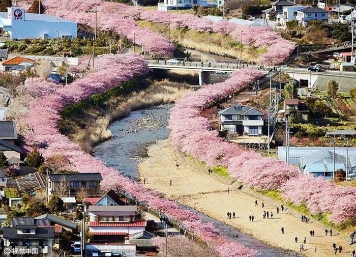 Mùa xuân đã đến sớm ở thị trấn Kawazu, ngay ngoại ô Tokyo, Nhật Bản.