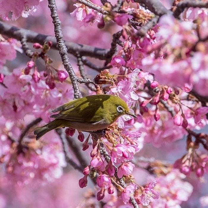 Kawazu nằm trên bán đảo Izu, cách Tokyo khoảng hai tiếng đi tàu.