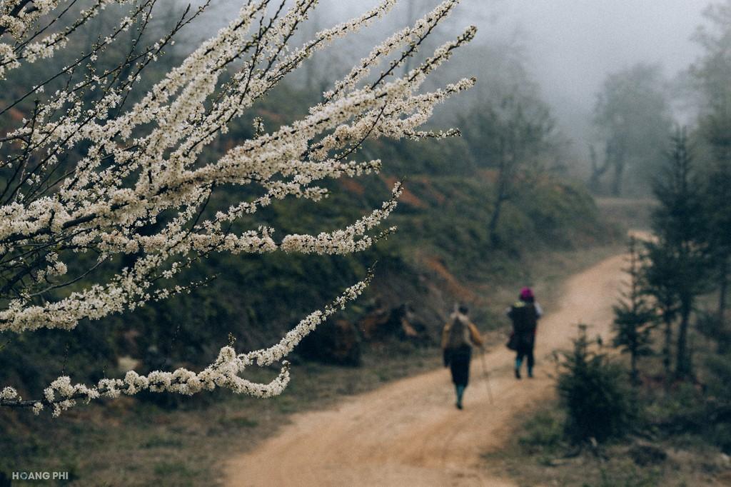 Con đường uốn lượn qua những tán cây rừng với những khúc cua tay áo dẫn đến những ngôi nhà thấp thoáng trong mây.