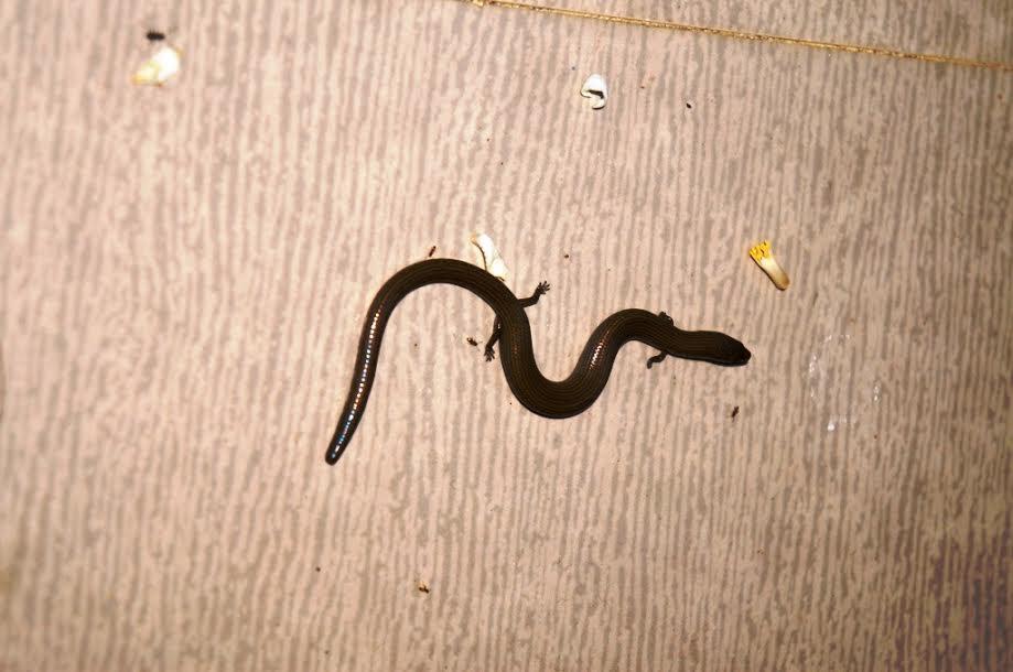 quang nam: dan hot hoang vi