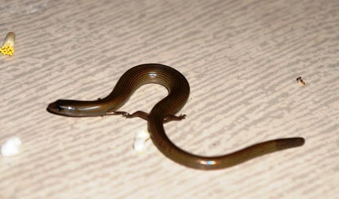 quang nam: dan hot hoang vi