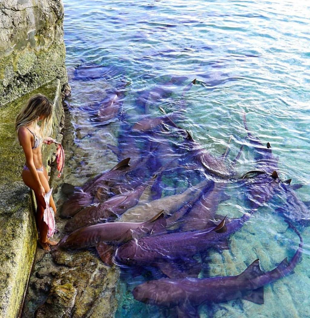 Nu sinh Harvard noi tieng vi chup anh cung dong vat hinh anh 6