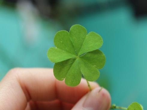 Top 4 con giáp muốn gì được nấy, mọi bề suôn sẻ, giàu sang phú quý trong năm 2017