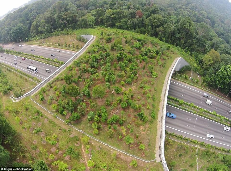 Một cây cầu bắc qua tuyến đường cao tốc 6 làn xe ở Singapore. Ảnh: Imgur-cheekyasian.