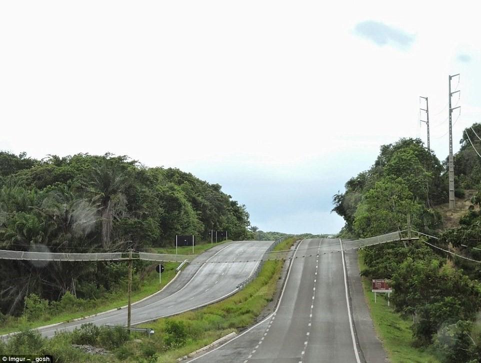 Cầu lưới này được xây dựng để khỉ có thể băng qua đường ở Bahia, Brazil. Ảnh: Imgur-gosh.