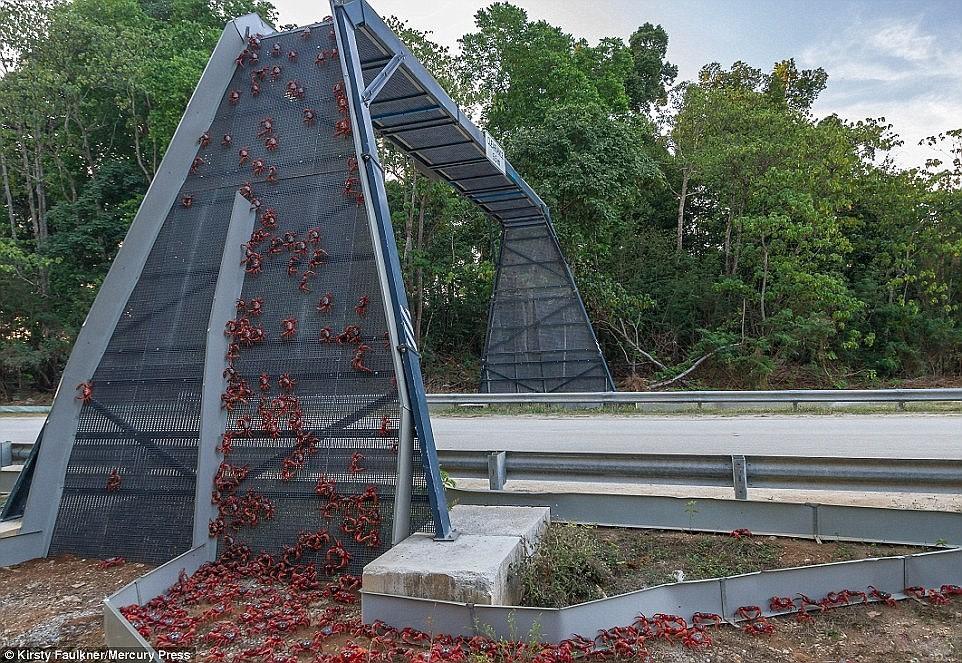 Một cây cầu dành cho loài cua đỏ ở Australia. Hàng năm vào mùa sinh sản, hàng triệu con cua đỏ trên đảo Christmas thực hiện cuộc hành trình từ đất liền ra bờ biển để đẻ trứng. Rất nhiều con không đến được đích vì bị các phương tiện giao thông cán chết khi băng qua đường. Ảnh: Kirsty Faulkner/Mecury Press.