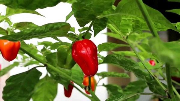 Ớt habanero: Theo khoa học, loại ớt này có thể ức chế bốn loại khác nhau của các vi khuẩn gây bệnh từ thực phẩm. Chúng chứa nhiều hợp chất capsaicin giúp lưu thông khí huyết, thông tắc khi bị viêm xoang và chống các loại virut gây cảm cúm rất hữu hiệu.