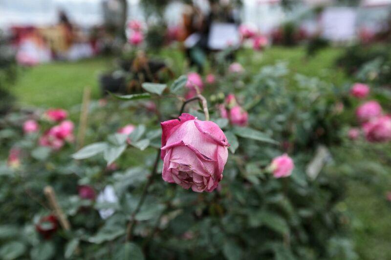 Lễ hội hoa hồng Bulgaria, hoa giả, hoa héo, văn hóa
