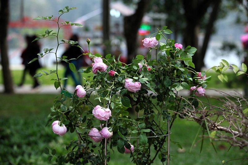 Lễ hội hoa hồng Bulgaria, hoa giả, hoa héo, văn hóa