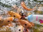 Clip: Kỳ thú hàng ngàn con cá chép tranh nhau... bú bình sữa trẻ em