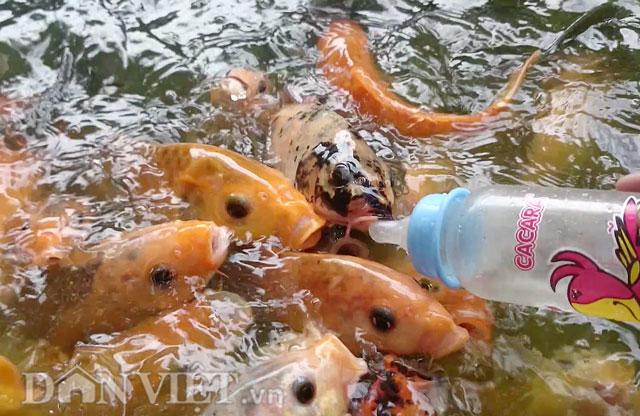 clip: ky thu hang ngan con ca chep tranh nhau... bu binh sua tre em hinh anh 1