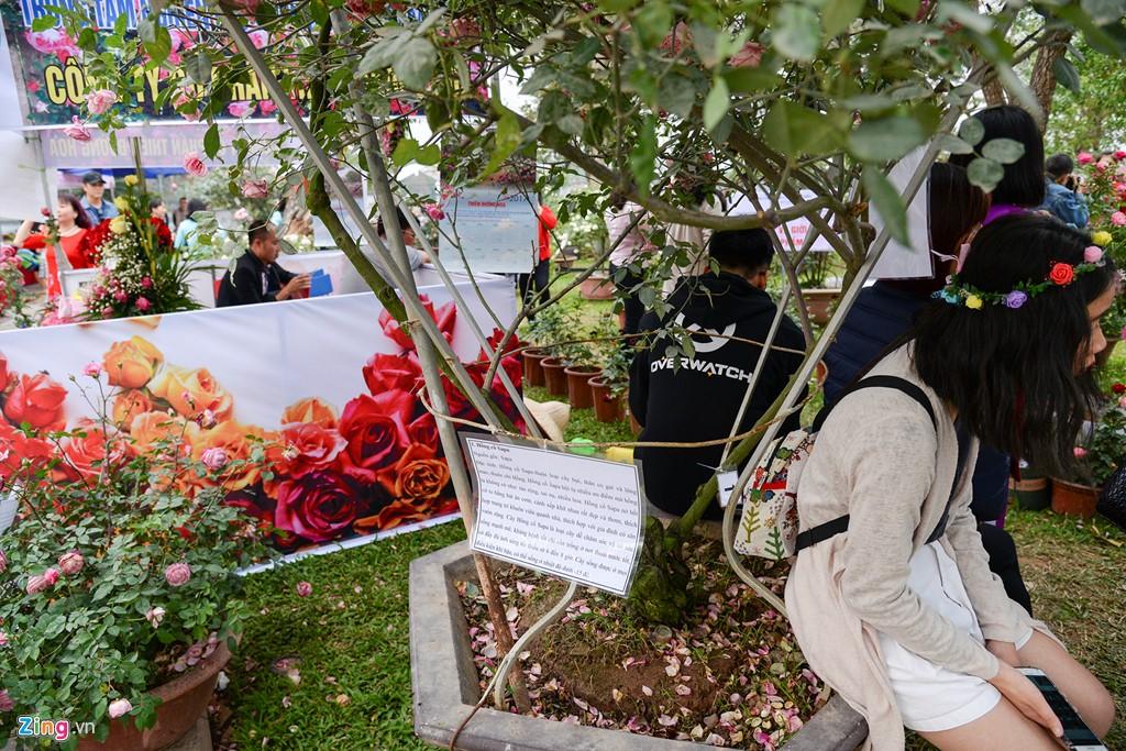 Le hoi hoa hong Bulgaria e khach, ve cho den giam gia hinh anh 12