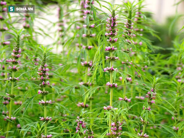 10 cách chế biến trứng cút khiến món ăn trở thành vị thuốc bổ - Ảnh 4.