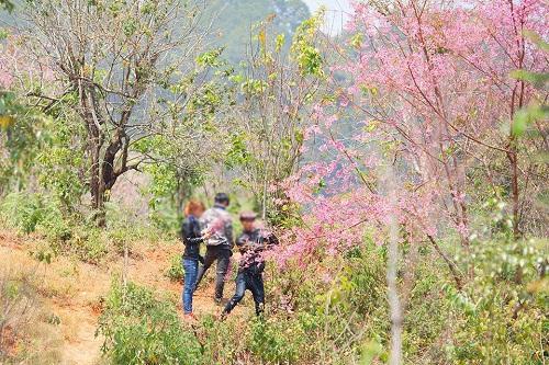 them buc anh du khach be mai anh dao da lat khien dan mang phan no hinh anh 1