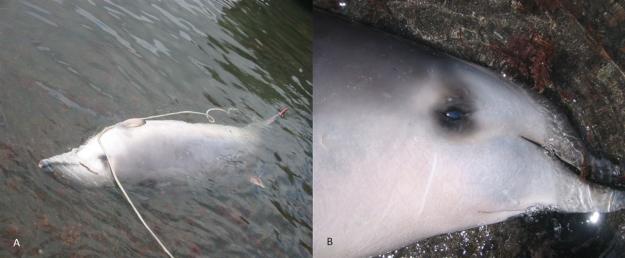 Lần đầu tiên ghi lại được hình ảnh về sinh vật bí ẩn nhất hành tinh - Ảnh 3.