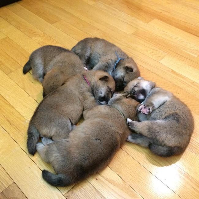 Bé trai bị đàn chó shiba chân ngắn, mông to tấn công tới tấp - Ảnh 3.