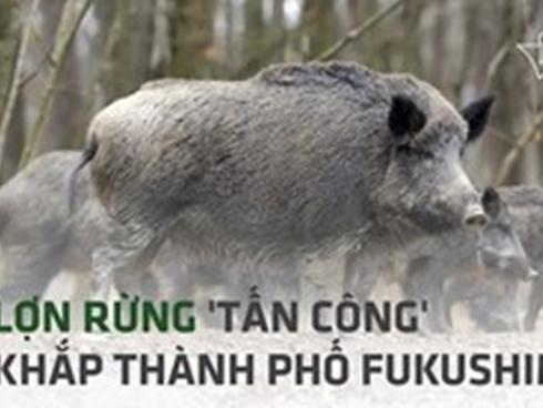 Lợn rừng 'tấn công' khắp thành phố hạt nhân của Nhật Bản