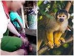 Thanh niên Việt chặt sọ khỉ gây sốc trên báo Tây